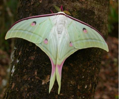 Файл:Luna moth.jpg