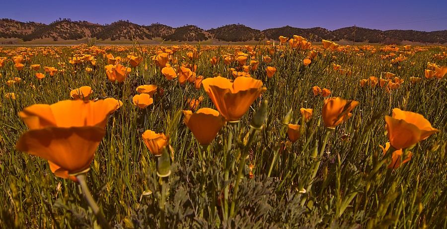 Файл:California-poppies.jpg