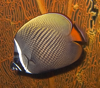 Файл:Chaetodon collare 1.jpg