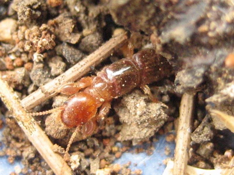 Файл:Webspinner Dorsal.jpg