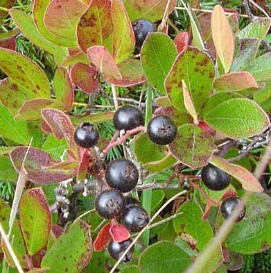 Файл:Bog huckleberry.jpg