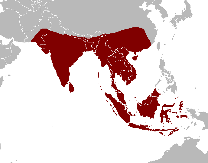 Файл:Distmap pangasiidae.png