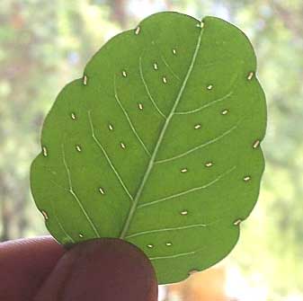 Файл:Tepegua-2-glands.jpg