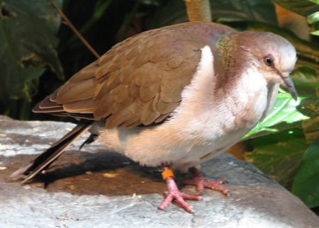 Файл:VioletDove2.jpg