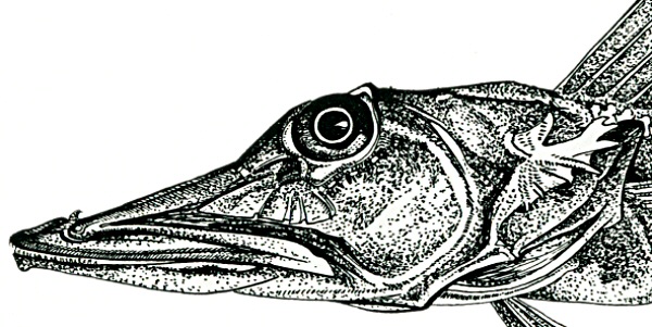 Файл:Chan rugosus head.jpg