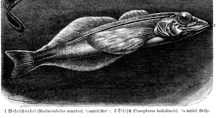 Файл:Comephorus baikalensis.jpg