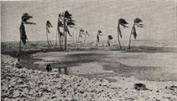 Файл:Enderbury palms.jpg
