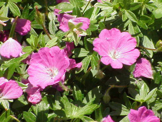 Файл:Geranium sanguineum0.jpg