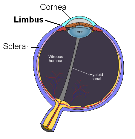 Файл:Limbus.png