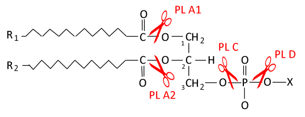 Файл:Phospholipase.jpg