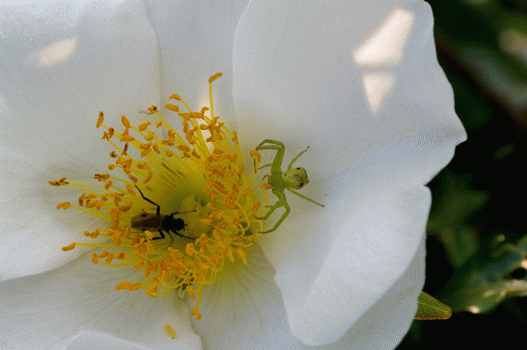 Файл:Spider which catches the insect.gif