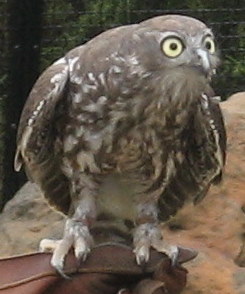 Файл:Barking owl 2.jpg
