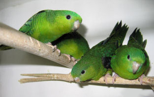 Файл:Cath jeunes verts2w.jpg