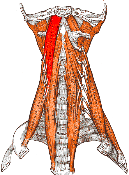 Файл:Gray — musculus longus capitis.png