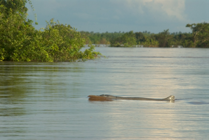 Файл:Irrawaddy Dolphin.jpg