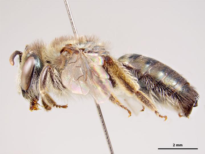 Файл:Leioproctus clarki f.jpg