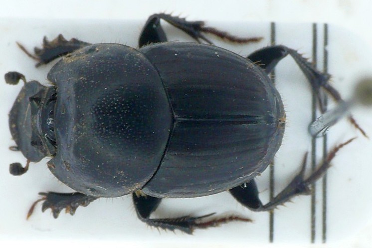 Файл:Onthophagus taurus female.jpg