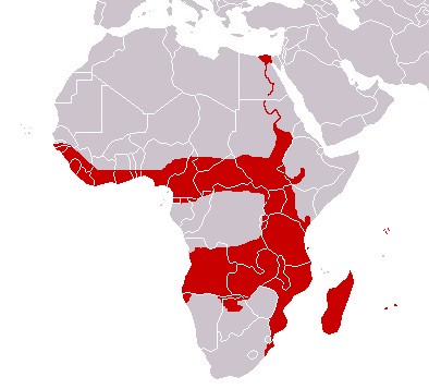 Файл:P.mascaraniensis range.jpg