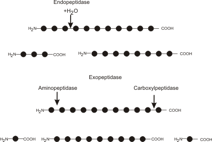Файл:Peptidase actions.png