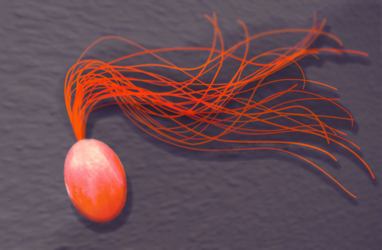 Файл:Pyrococcus furiosus.png