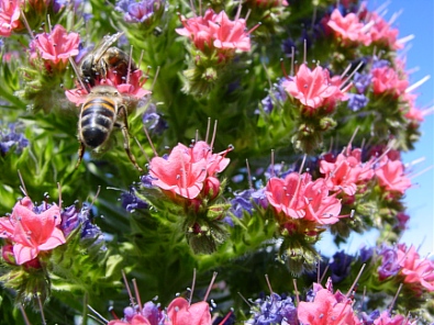 Файл:Echium wildpretii3.jpg