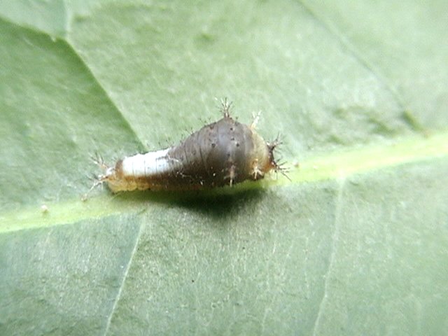 Файл:Graphium agamemnon 2.jpg
