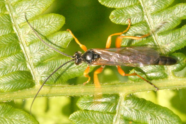 Файл:Hadrodactylus.fugax.-.lindsey.jpg