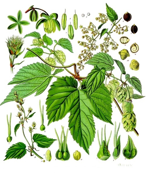 Файл:Humulus lupulus - Köhler–s Medizinal-Pflanzen-072.jpg