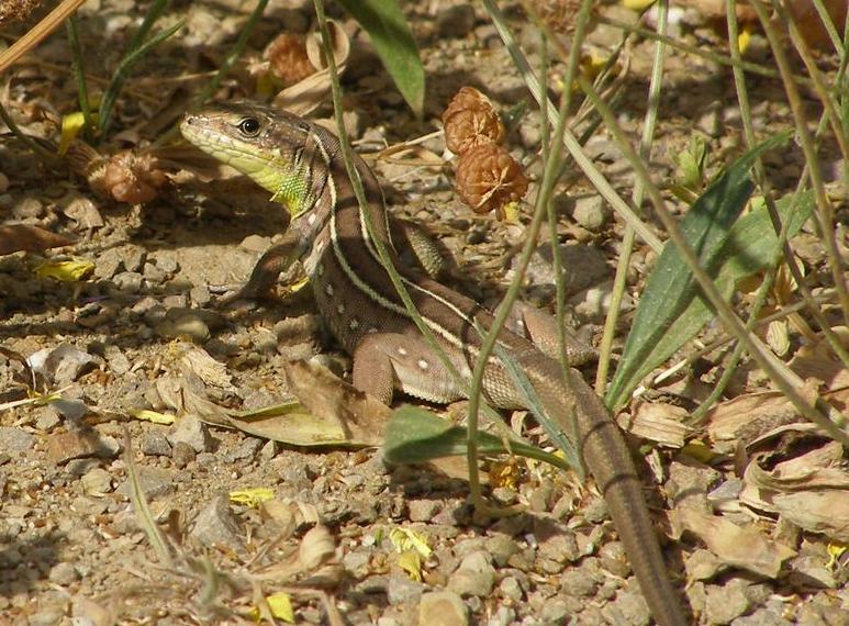 Файл:Lacerta Trilineata.jpg