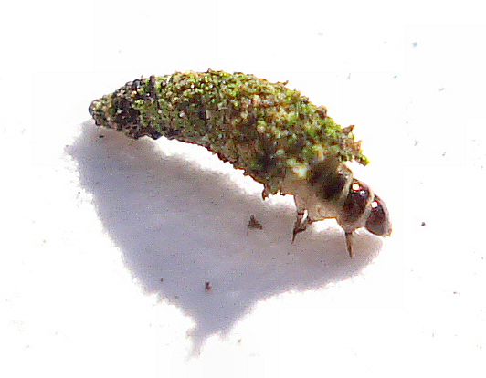 Файл:Larva - Luffia ferchaultella.jpg