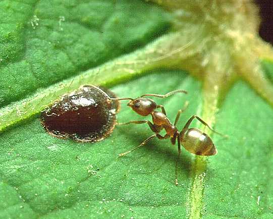 Файл:Linepithema Argentine ant.jpg