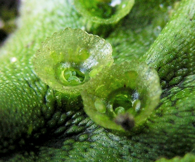 Файл:Marchantia polymorpha20090914 175.jpg