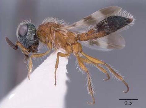 Файл:Scelio masneri.jpg