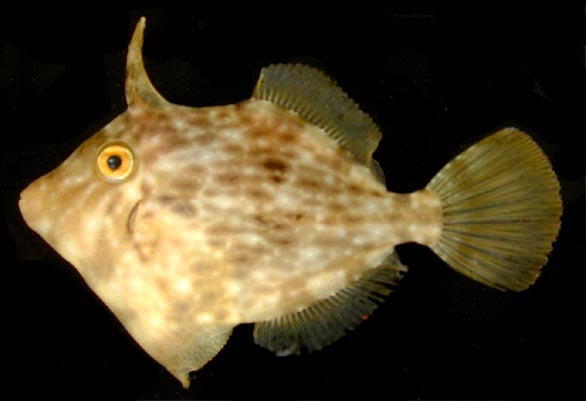 Файл:Stephanolepis hispidus.jpg