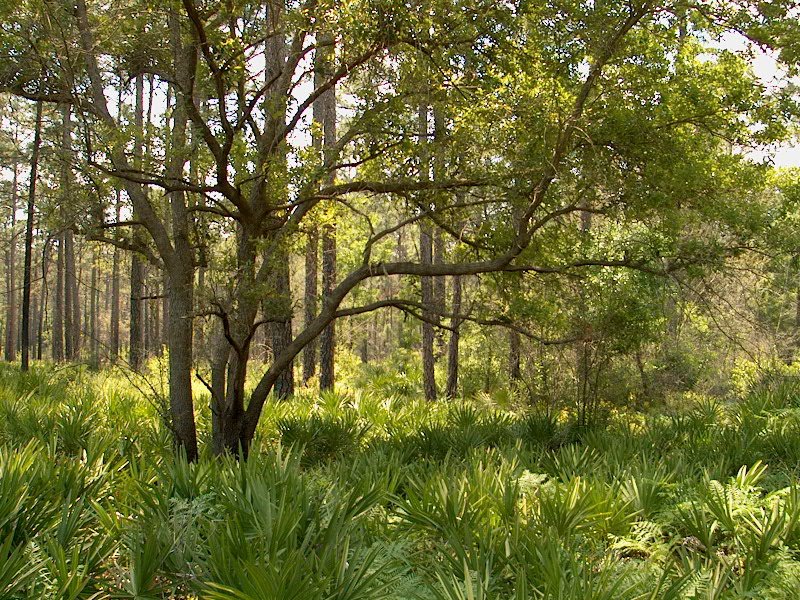 Файл:OkefenokeeCanalDiggersTrail.wmg.jpg