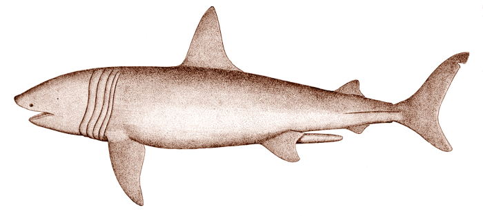 Файл:Basking shark.png
