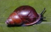 Файл:Partula taeniata simulans.jpg