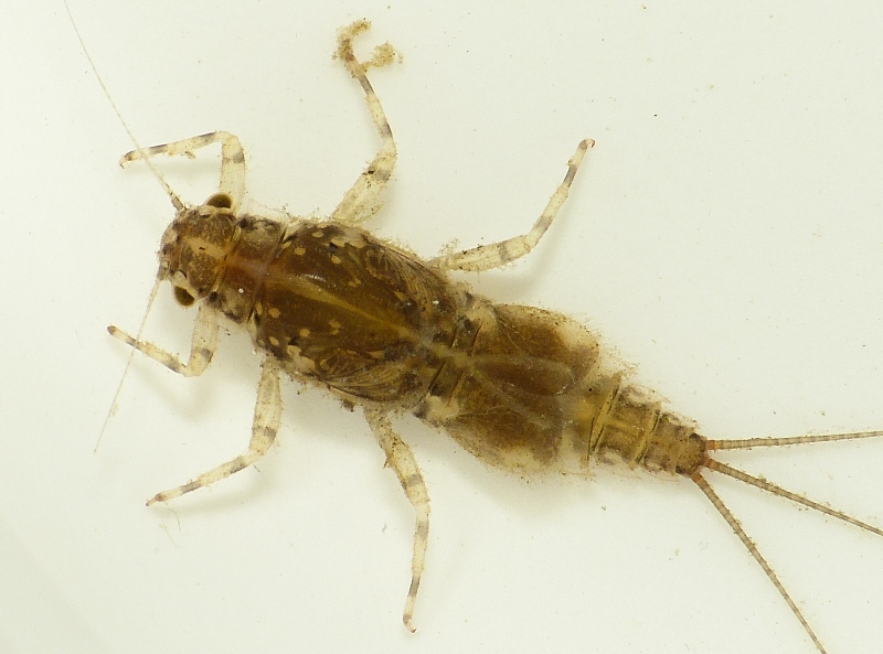 Файл:Caenis robusta nymph.jpg