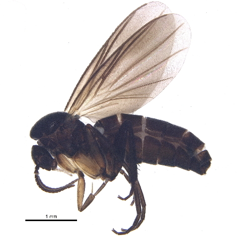 Файл:Docosia fumosa.jpg