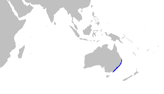 Файл:Parascyllium collare distmap.png