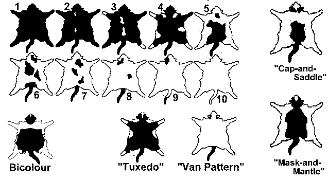 Файл:Bicolours.png