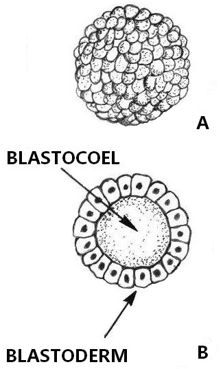 Файл:Blastula (PSF) en rotate 05.jpg