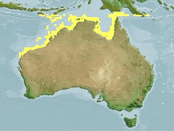Файл:Orectolobus wardi range map.gif