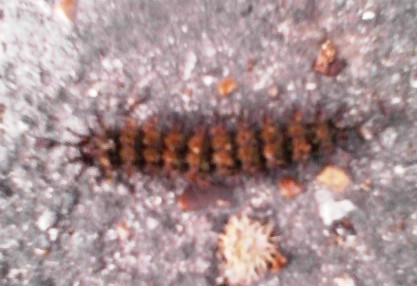 Файл:Polygonia interrogationis caterpillar.jpg