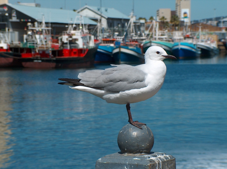 Файл:Seagull Hartlaub's gull Larus hartlaubi.jpg