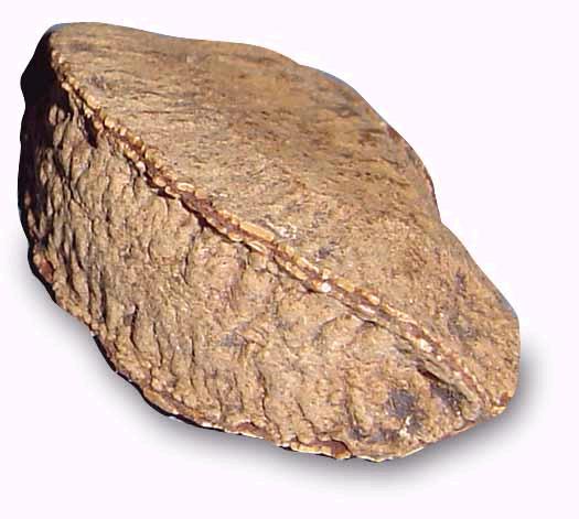 Файл:Brazilnut.jpg