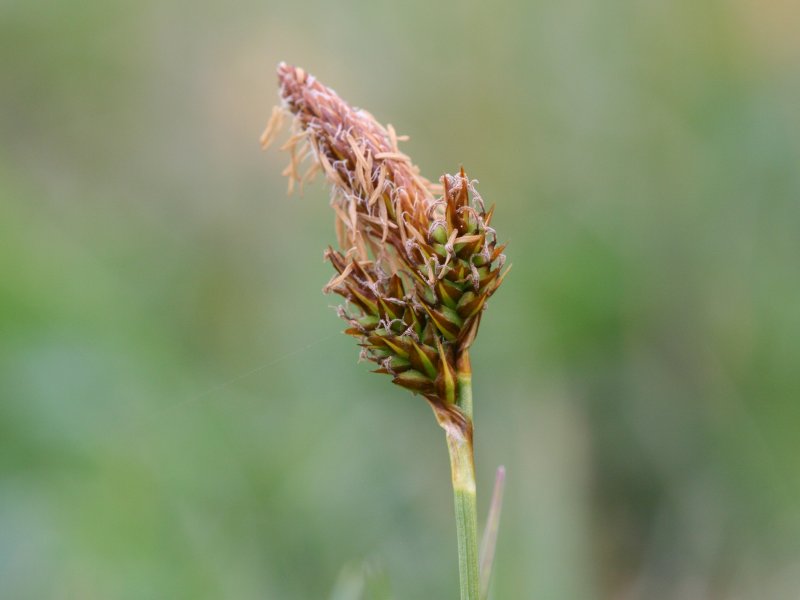 Файл:Carex caryophyllea.jpeg