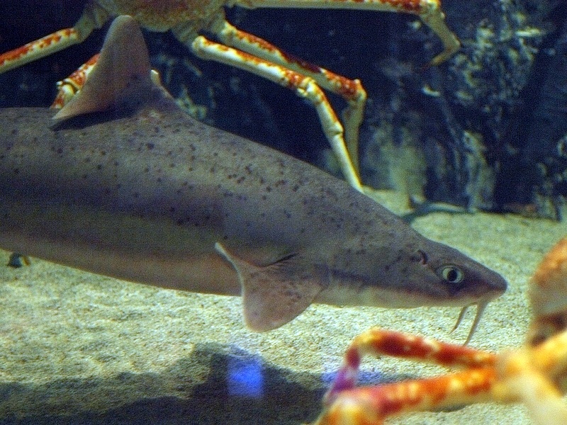 Файл:Mandarin dogfish2.jpg