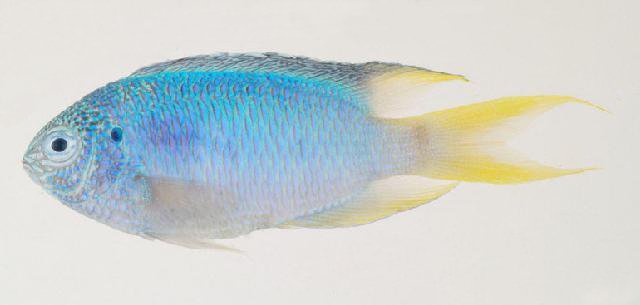 Файл:Pomacentrus pavo1.jpg