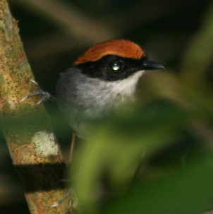 Файл:Conopophaga melanops 2.jpg